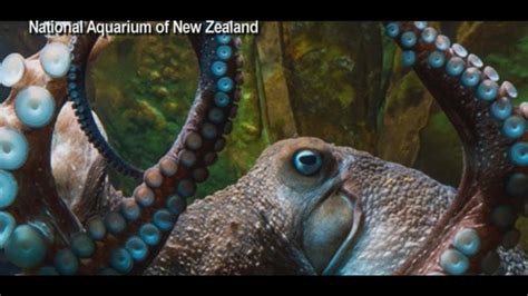 Octopus Escapes From New Zealand Aquarium - YouTube