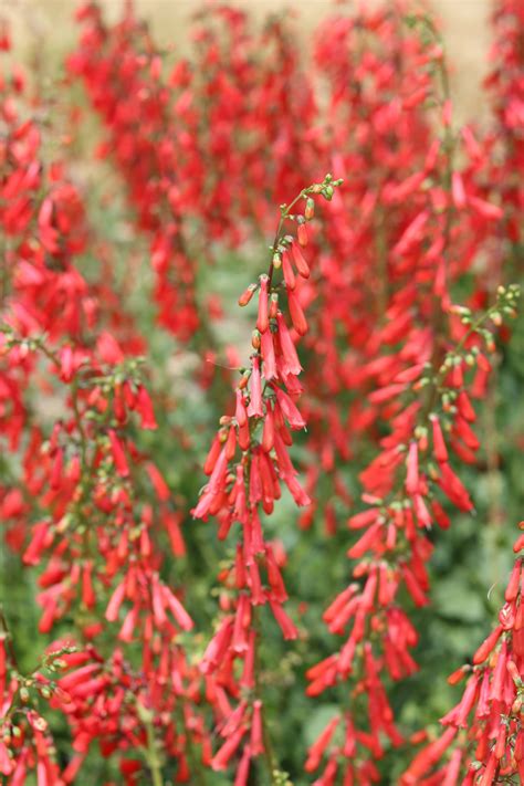 Firecracker Penstemon — Grand Prismatic Seed