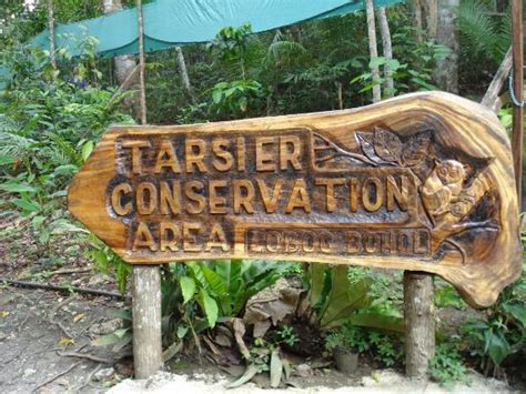 Tarsier Sanctuary in Corella Bohol