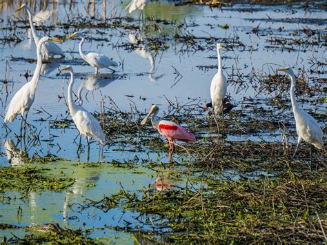 Two Stops along the Great Florida Birding & Wildlife Trail with my new ...