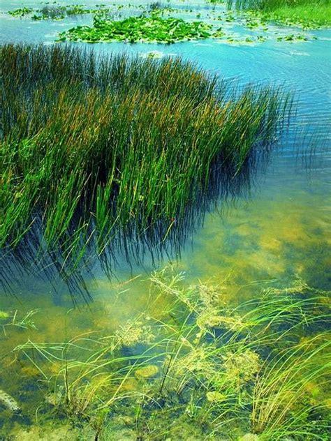 Freshwater Marsh Plants - Plants FA