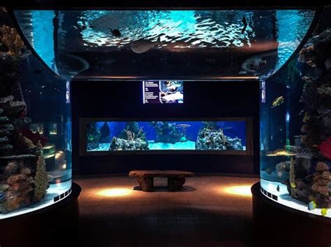 The Whole Family Will Love The One-Of-A-Kind Electric City Aquarium ...