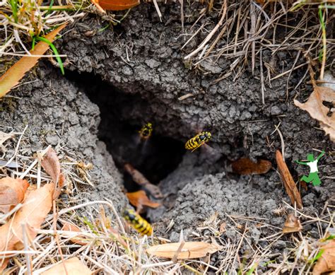 Poison-free Ground Bees Nest Removal - Karinokada