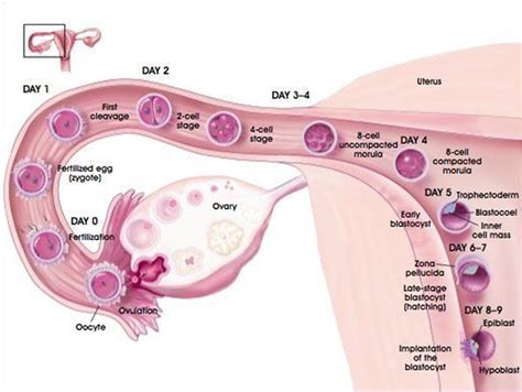 Embryo implantation: symptoms, signs, timeline and process