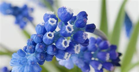 A Grape Hyacinth Free Stock Video Footage, Royalty-Free 4K & HD Video Clip