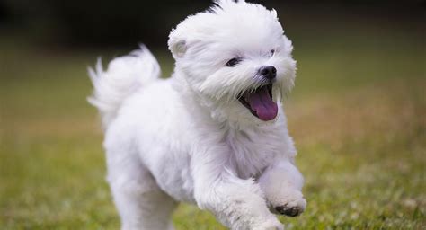 Maltese Dog Breed Information Center: The Ultimate Fluffy White Puppy