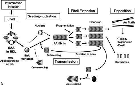 Diagram of amyloid fibril formation and potential transmission of ...