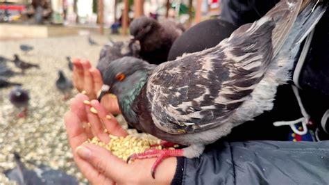 Woman Feeding Pigeon 15644931 Stock Video at Vecteezy