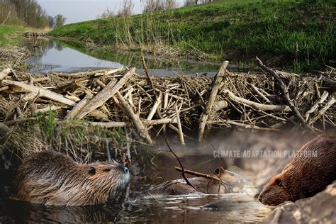 Climate Change and the Beavers' Dams - Climate Adaptation Platform