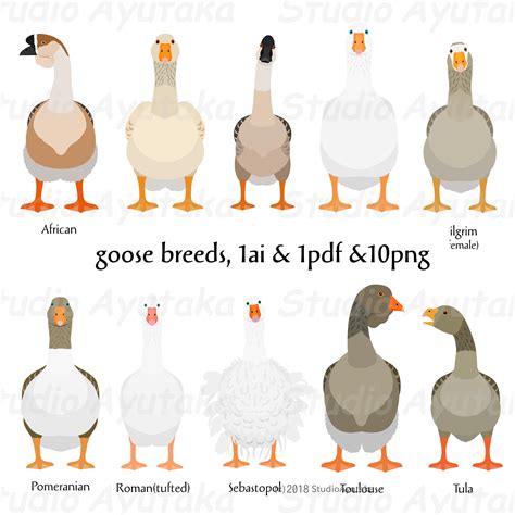 Goose Breeds Ai Pdf Png - Etsy Canada