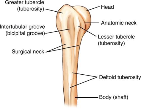 Why Do They Call It: The Surgical Neck of the Humerus? | The Trauma Pro