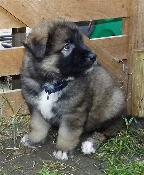 Akita & German Shepherd mix | Hybrid dogs, German shepherd mix, Akita