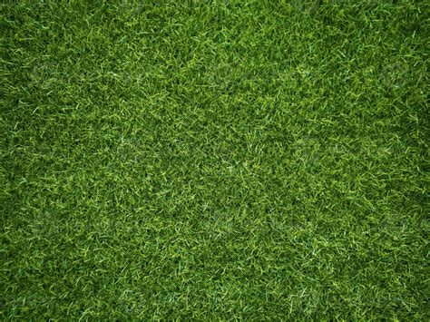 Green grass texture background grass garden concept used for making ...