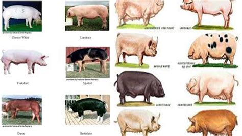 Different Types Of Pigs