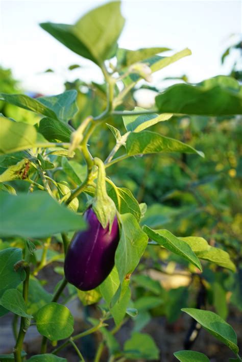 How to Grow Eggplant from Seed in an Organic Kitchen Garden • Gardenary