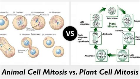 Plant And Animal Cell Mitosis