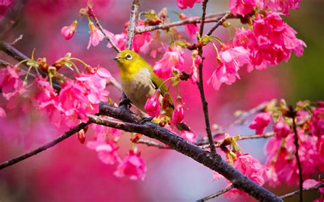 🔥 [38+] Spring Birds and Flowers Wallpapers | WallpaperSafari