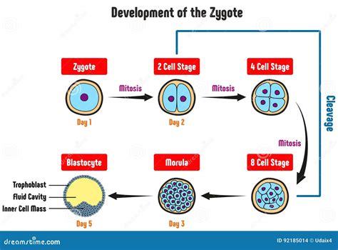 Is The Zygote Stage Unicellular / Difference Between Unicellular and ...