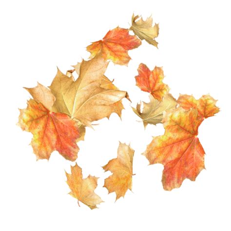 Fall Leaves Gif