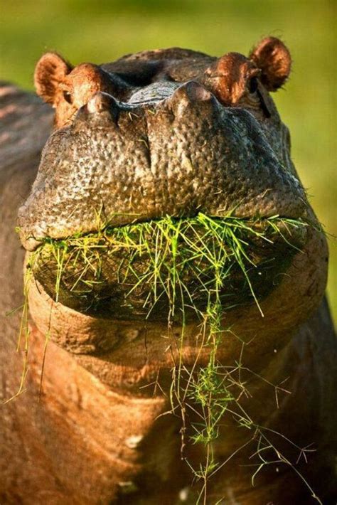 Hippo Feeding | Wildlife animals, Animals wild, Animals beautiful