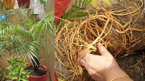 Root Pruning and Repotting my Phoenix Palms || How to Root Prune Plants ...