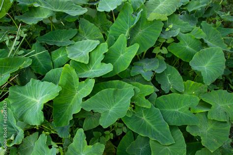 Taro leaf in the garden, Taro leaves background, Colocasia esculenta ...