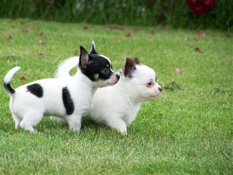 Simple Tips on How to Train a Chihuahua Puppy – www.CleverPuppyTraining.com