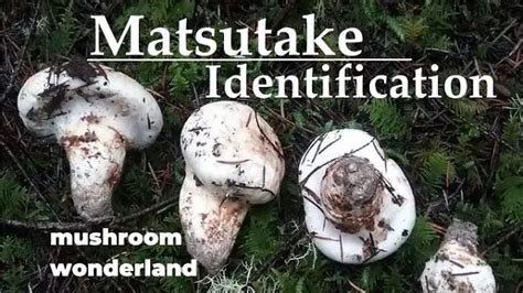 Matsutake Identification