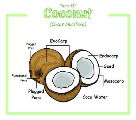 Whole Kernel Coconut Oil vs. White Kernel Coconut Oil: What’s the ...