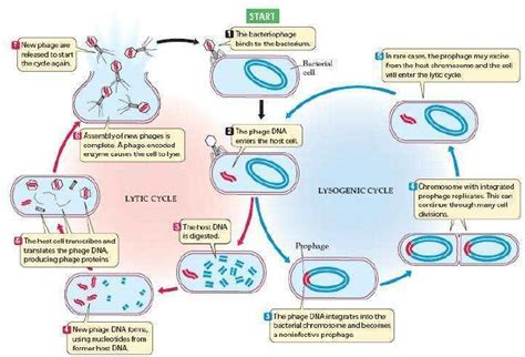 The Lytic and Lysogenic Cycles of Bacteriophage: Infection by viral DNA ...