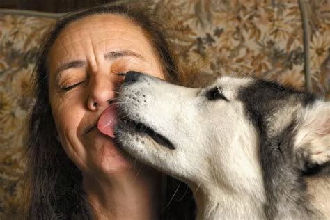 Why you should NOT let your dog lick your face - and it's not just ...