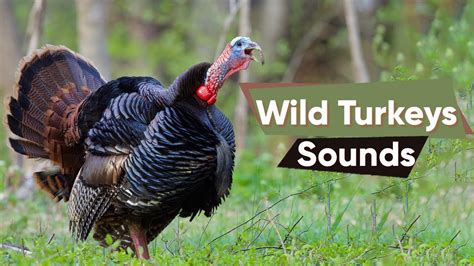 Wild turkeys bird sounds compilation || Learn eastern wild turkeys ...