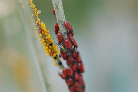 Bug of the Week: Red Bug Mystery – Growing With Science Blog