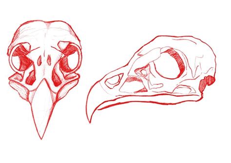 Vulture Skull, Alex Castro Borja | Animal skull drawing, Skull drawing ...