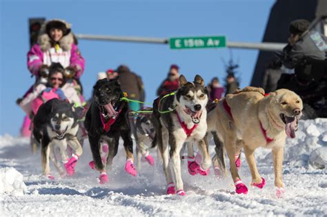 Learn All About Alaska & the Iditarod Trail Sled Dog Race! – Mountain ...