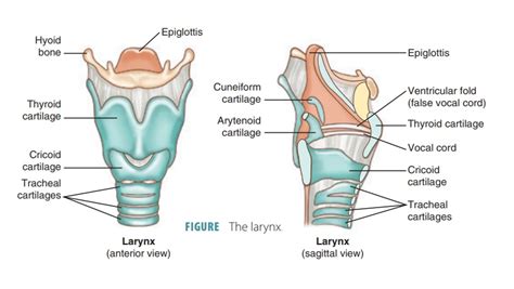 Larynx Structure And Function