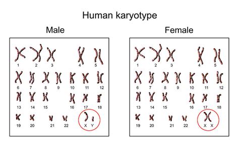 Human Chromosomes Photograph by Kateryna Kon/science Photo Library - Pixels