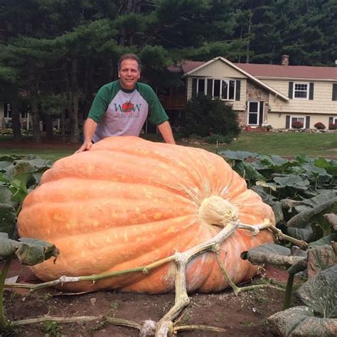 Giant Pumpkin Seeds Wallace's Whoppers - Wallace Organic Wonder ...