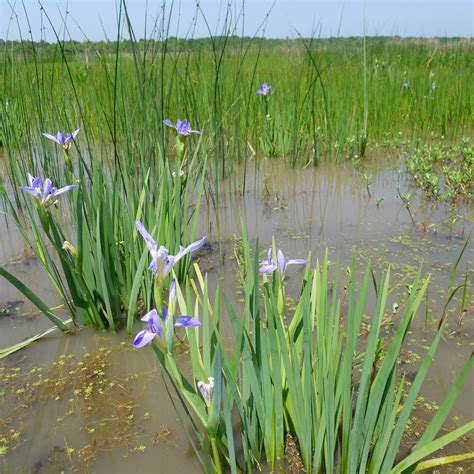 Freshwater Marsh Plants