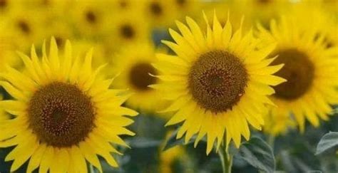 Sunflower Blooming Season | Events in Chiang Mai, Thailand