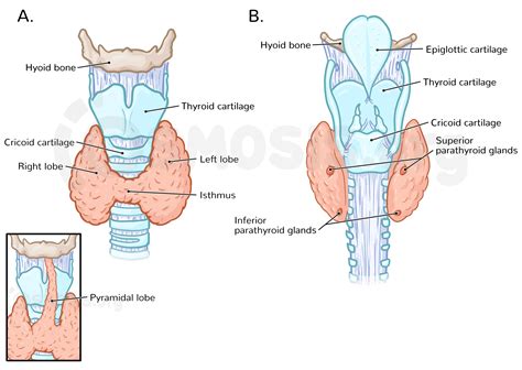 Anatomy Of The Thyroid And Parathyroid Glands Superficial Veins And ...