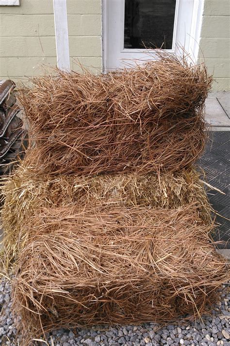 Long Needle Pine Straw Bale | Mulch, Straw bales, Straw