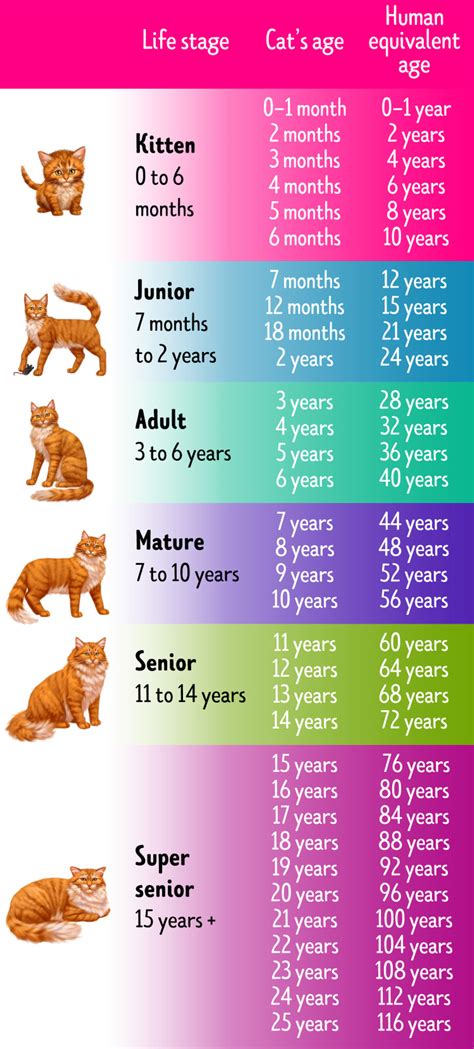 How to Tell a Cat’s Age in Human Years / 5-Minute Crafts