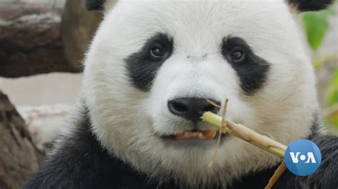 Washington Zoo Says Goodbye to Its Giant Pandas