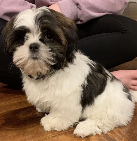 Shih Tzu Puppies For Sale | Rochester, NY #326483