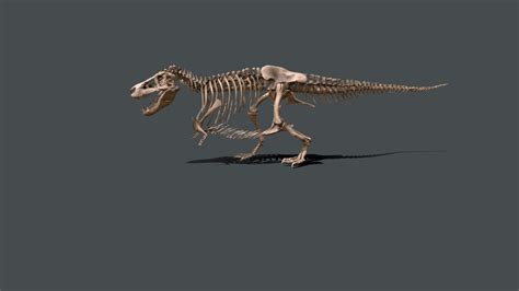 Tyrannosaurus Skeleton Model