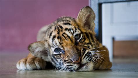 Cutest baby tiger plays & explores his world [VIDEO] | Dawn Productions