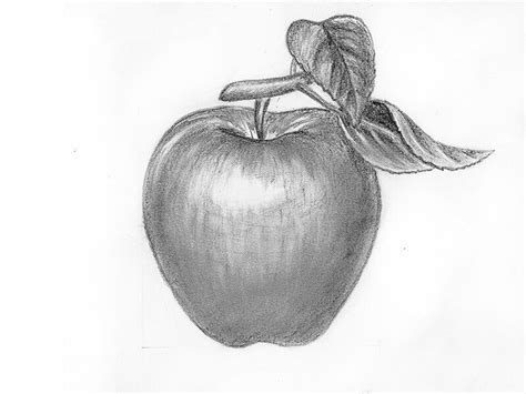 How to draw an apple with a pencil step-by-step drawing tutorial