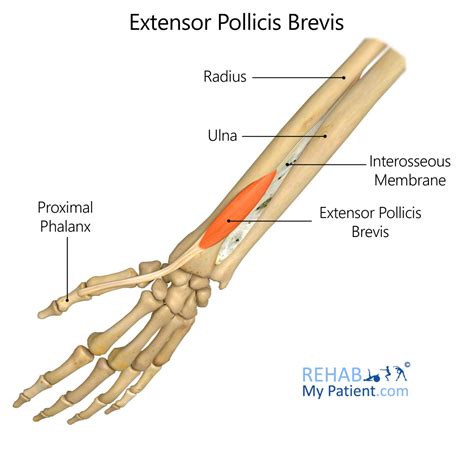 Extensor Pollicis Brevis | Rehab My Patient