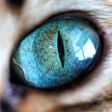 Photographer Captures the Mystical Beauty of Cat Eyes When You Zoom In ...